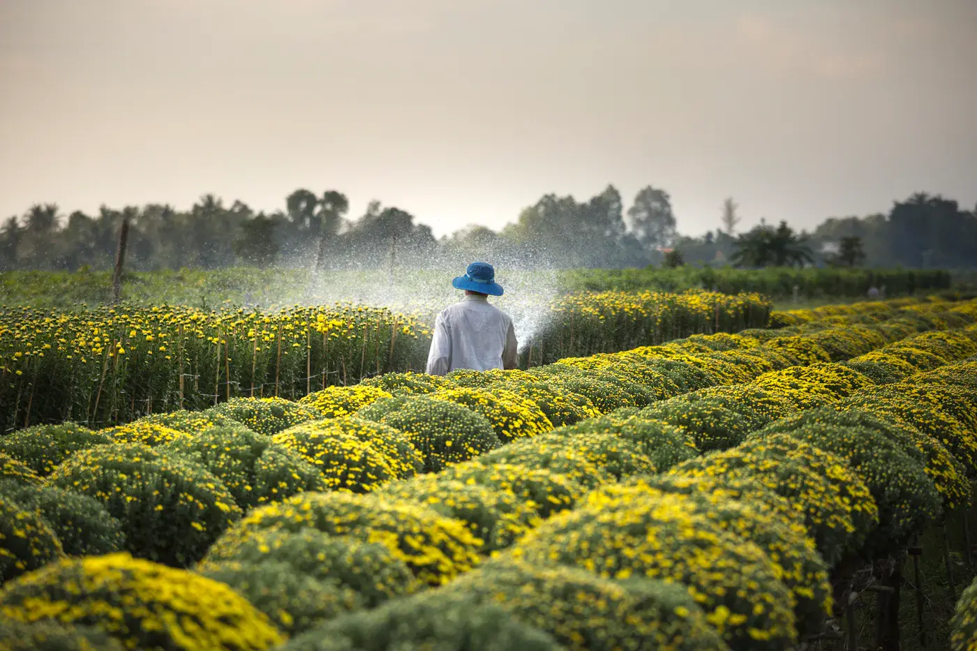 Verzorgde tuin met groen gazon en planten